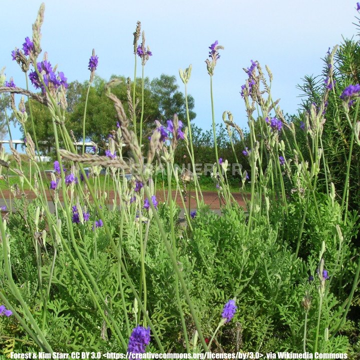 Lavender of Egypt, lavender with fern leaves, Multifida Lavandula image